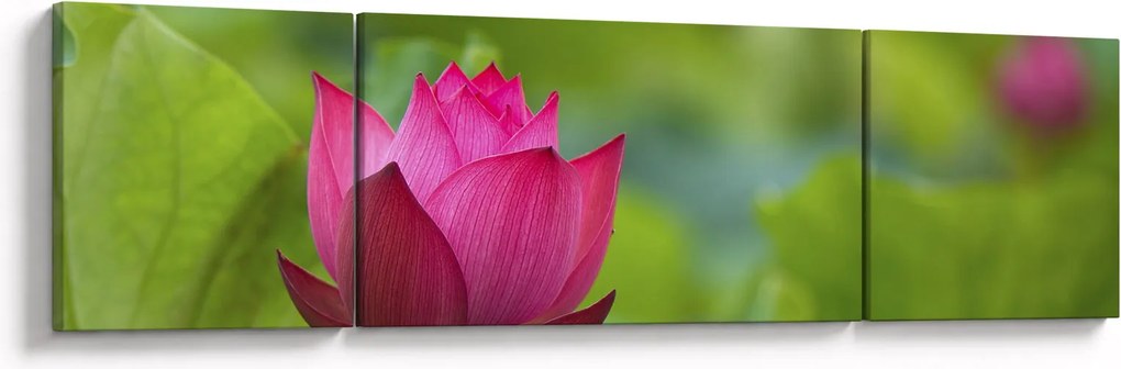Obraz - roślina wodna (170x50 cm)
