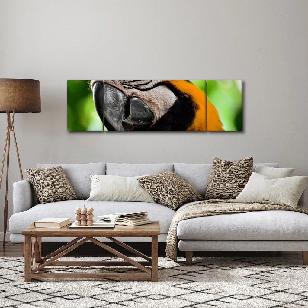 Obraz papugi (170x50 cm)