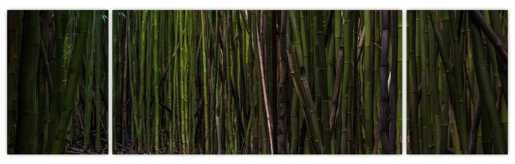 Obraz - Wśród bambusów (170x50 cm)