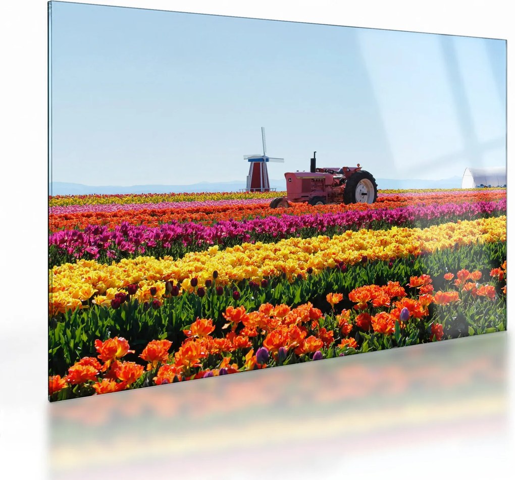 Obraz na szkle farmy tulipanów (70x50 cm)