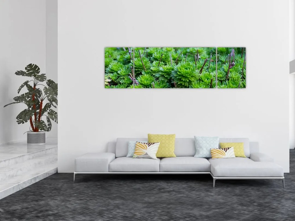 Obraz sukulentów (170x50 cm)