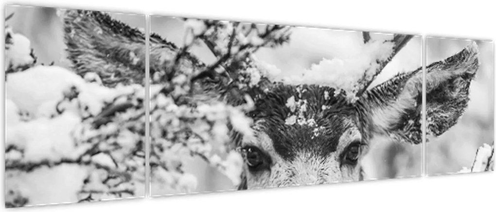 Obraz - Jeleń zimą (170x50 cm)
