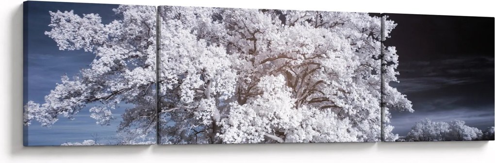 Obraz - Śnieżnobiałe drzewo (170x50 cm)