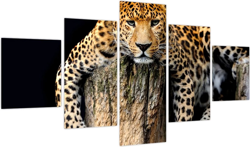 Obraz - Gepard (125x70 cm)