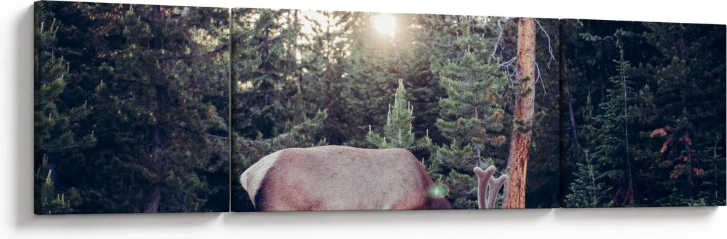 Obraz - Łoś na polanie (170x50 cm)