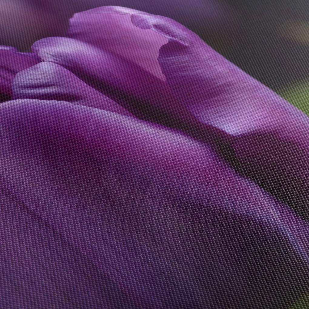 Obraz kwiatów tulipanów (70x50 cm)