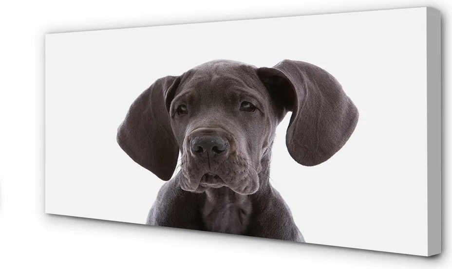 Fotoobraz na płótnie Portret Brązowego Psa