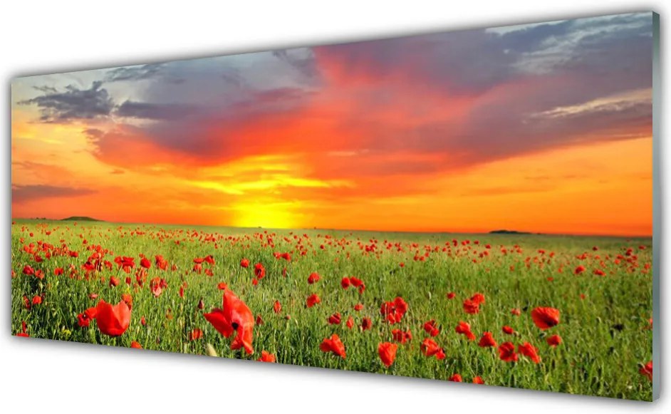 Panel Szklany Maki w Blasku Słońca