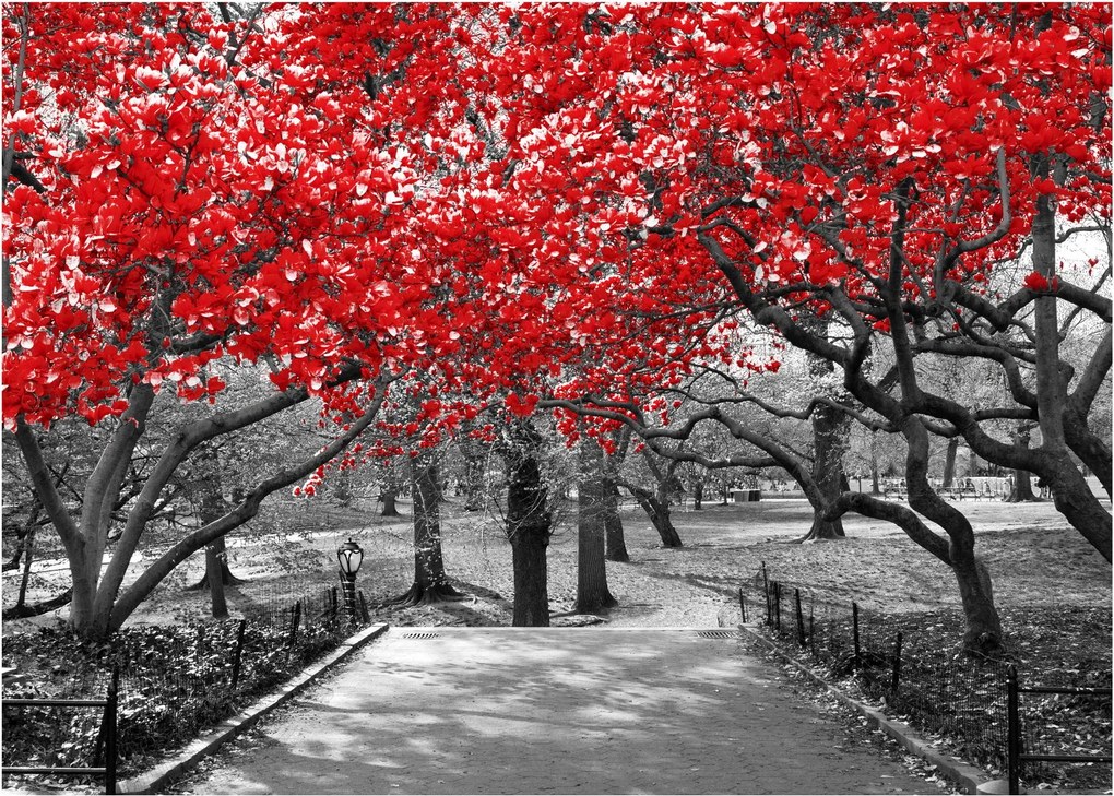 Obraz - Czerwone drzewa, Central Park, New York (70x50 cm)