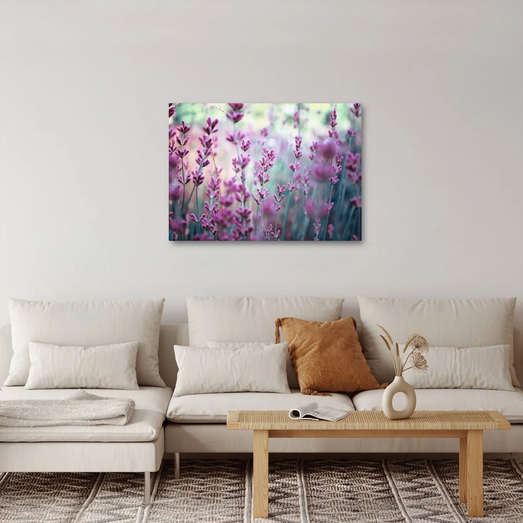 Obraz - Lawenda (70x50 cm)