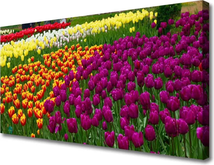 Fotoobraz na płótnie Eleganckie Tulipany Holenderskie