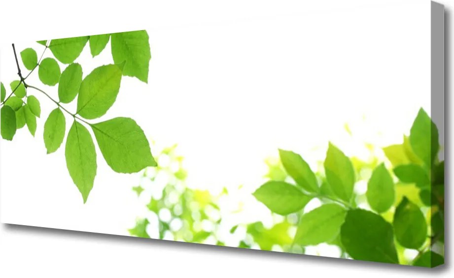 Obraz drukowany na płótnie Aksamitne Płatki Kwiatowe