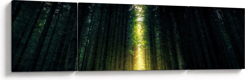 Obraz ciemnego lasu (170x50 cm)