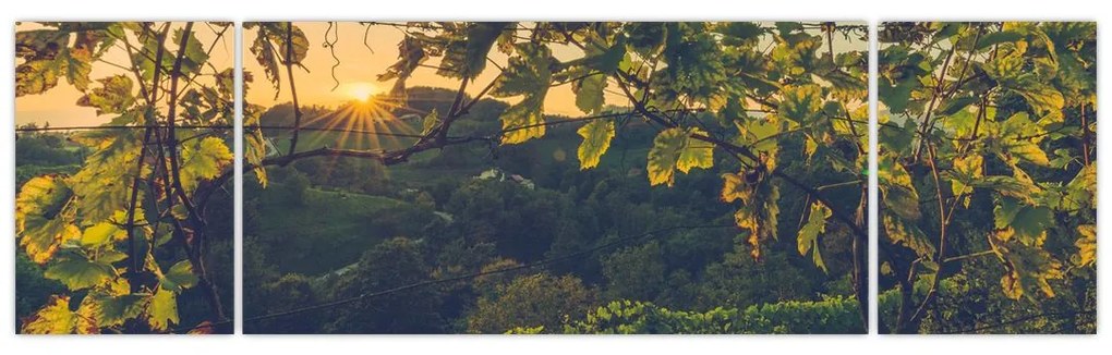 Obraz - Winnica (170x50 cm)