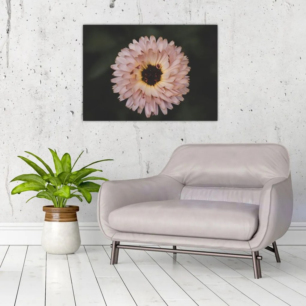 Obraz pomarańczowego kwiatu (70x50 cm)