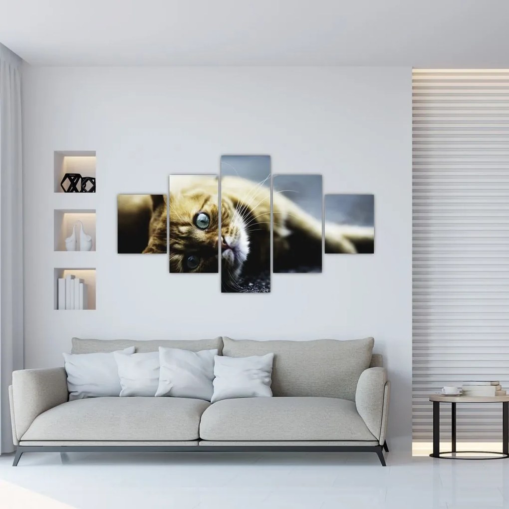 Obraz kota (125x70 cm)