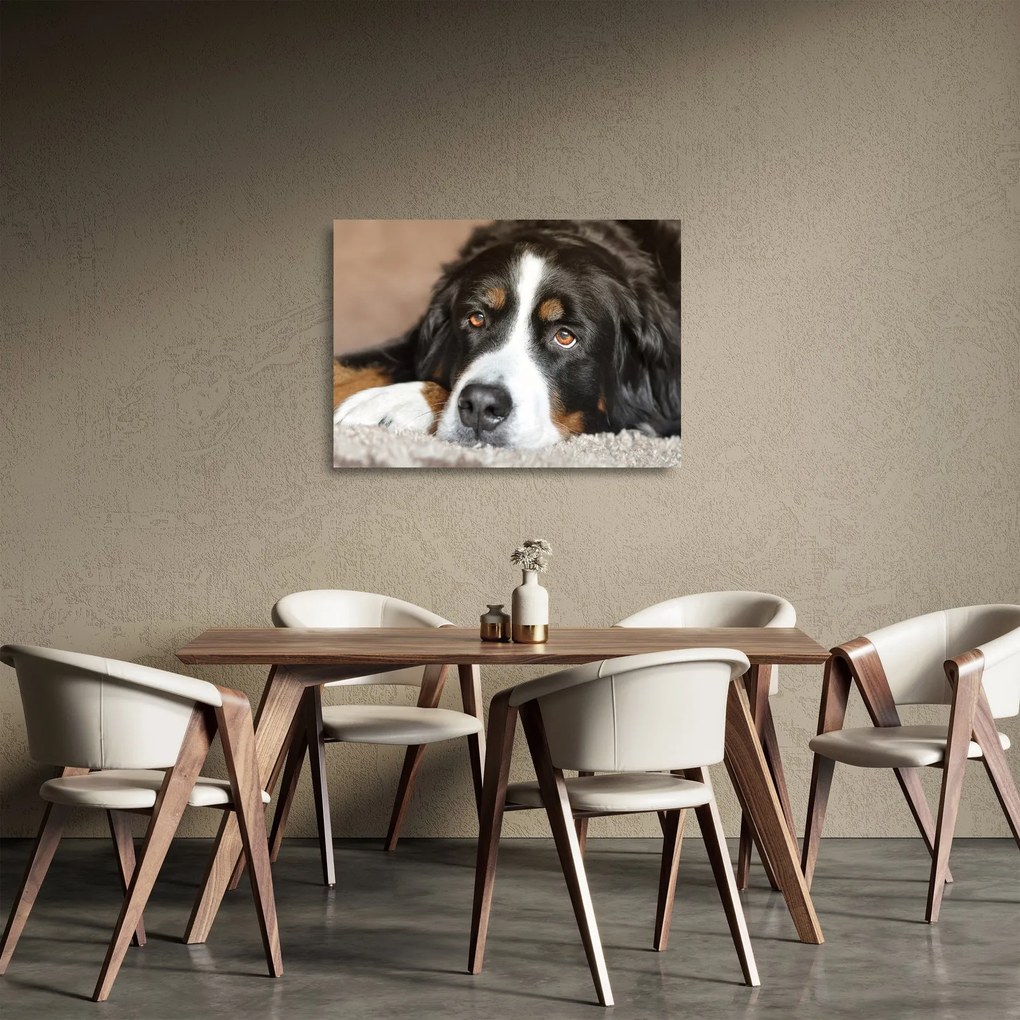 Obraz na szkle psa (70x50 cm)