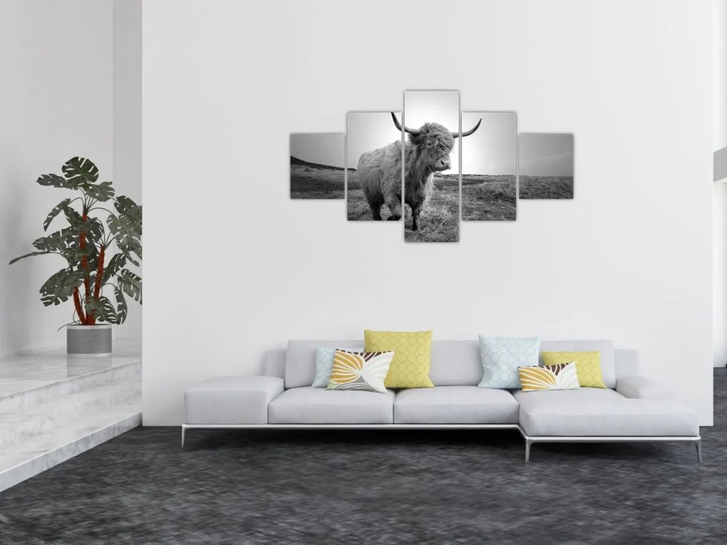 Obraz - Szkocka krowa, czarno - biały (125x70 cm)