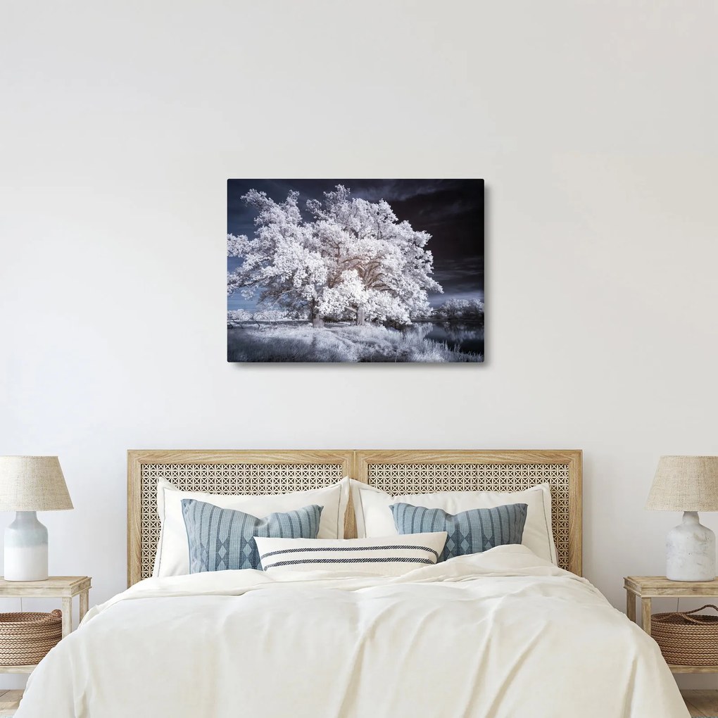 Obraz - Śnieżnobiałe drzewo (70x50 cm)