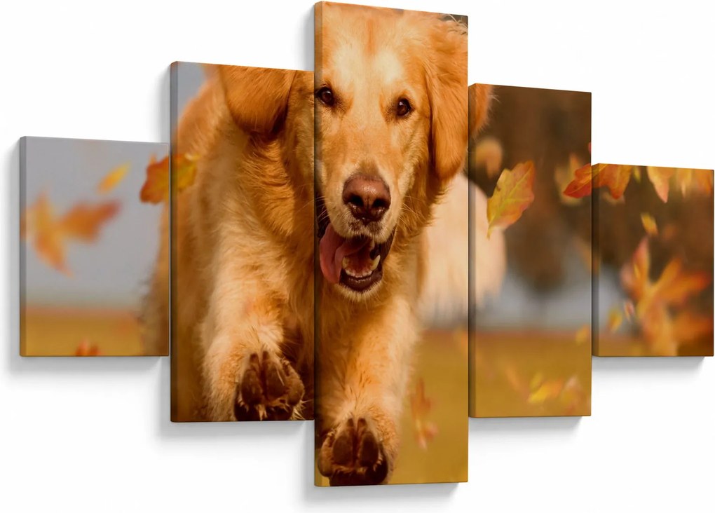 Obraz - Golden Retriever (125x70 cm)
