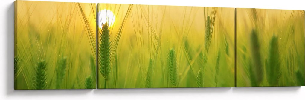 Obraz pola ze zbożem (170x50 cm)