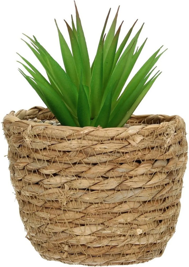 Dekoracja Aloe 20cm
