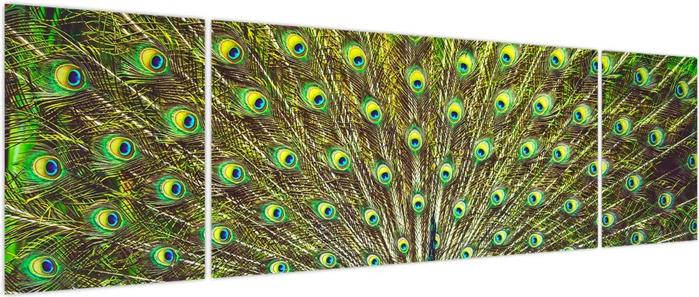 Obraz - Paw (170x50 cm)