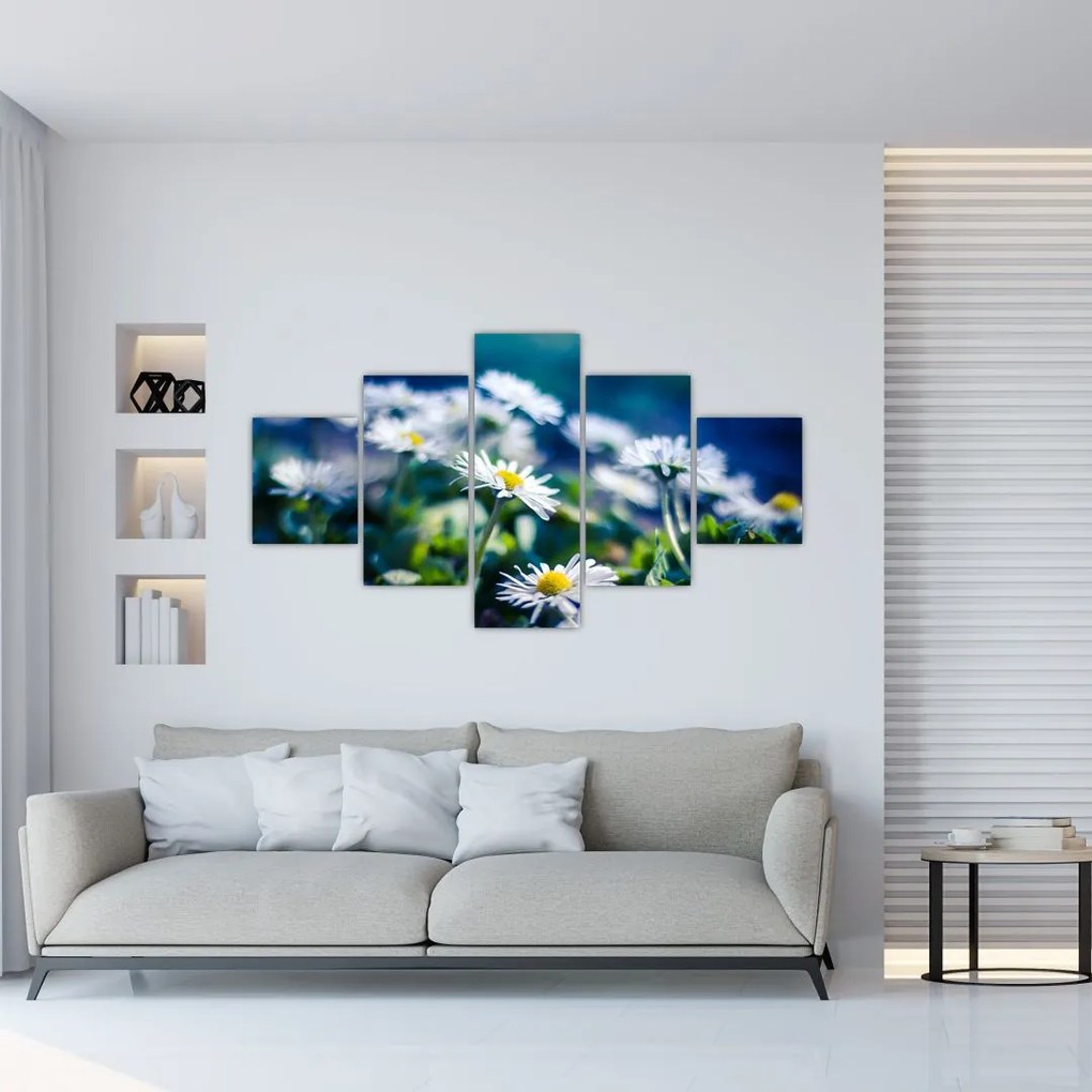 Obraz stokrotek (125x70 cm)