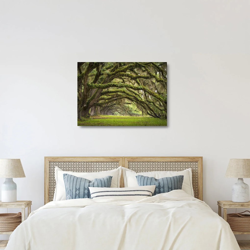Obraz na szkle - Oaks Avenue, Charleston, Karolina Południowa, USA (70x50 cm)