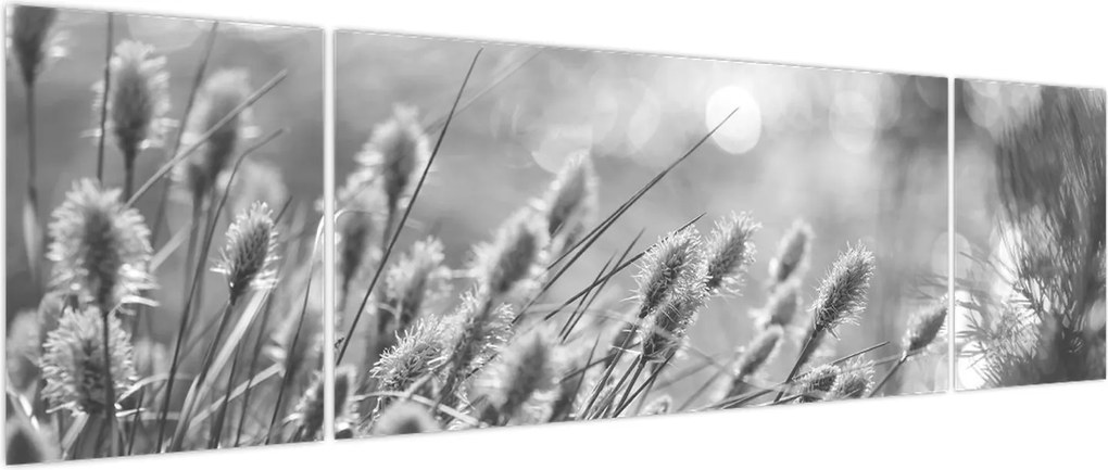 Obraz - Beżowa miękka trawa N⁰1 (170x50 cm)