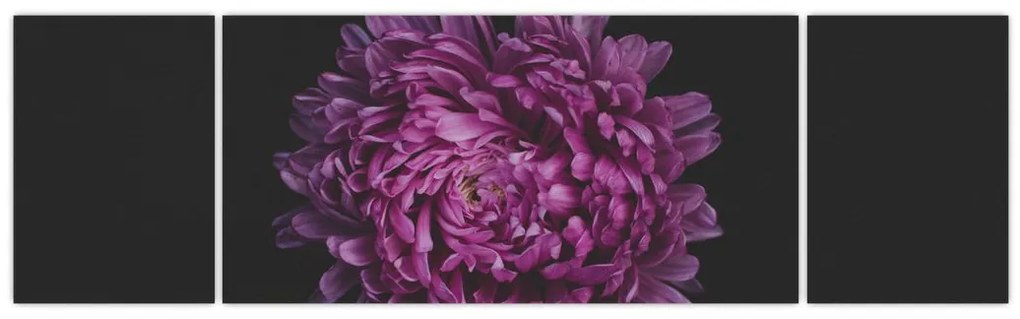 Obraz fioletowego kwiatu (170x50 cm)