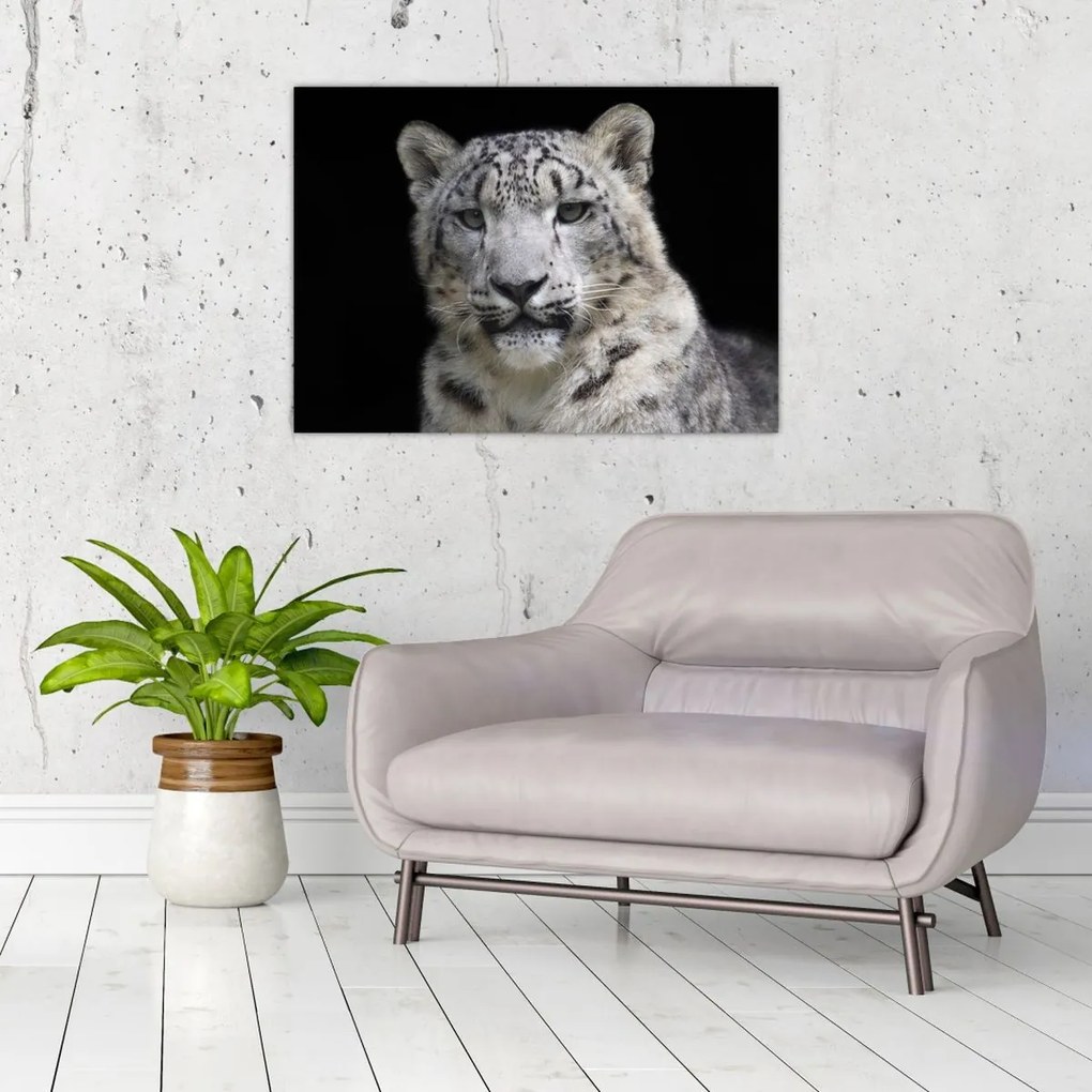 Obraz - Snow Leopard (70x50 cm)