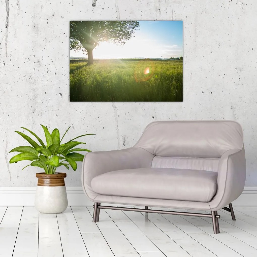 Obraz na szkle drzewa na polu (70x50 cm)