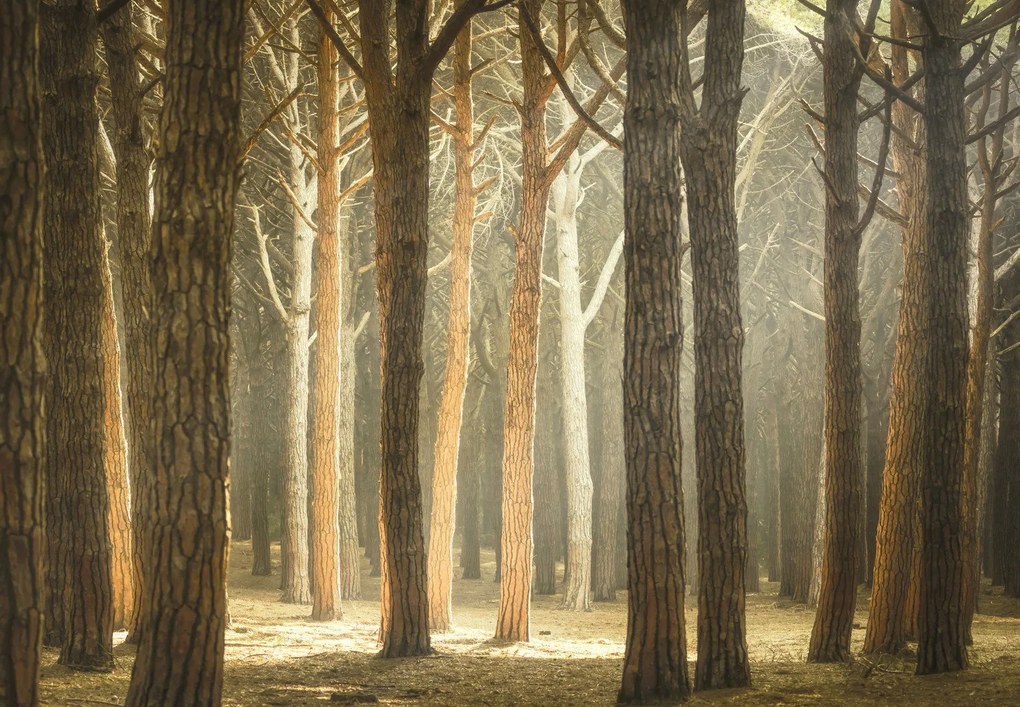Fototapeta – Las z promieniami słońca (196x136 cm)