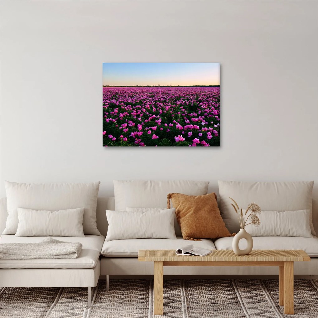 Obraz - Łąka fioletowych tulipanów (70x50 cm)