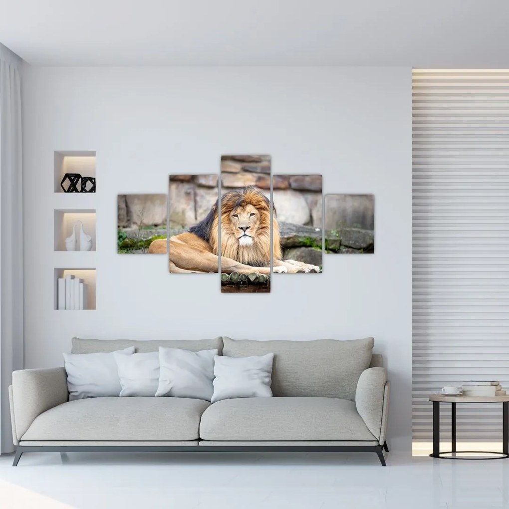 Obraz lwa (125x70 cm)