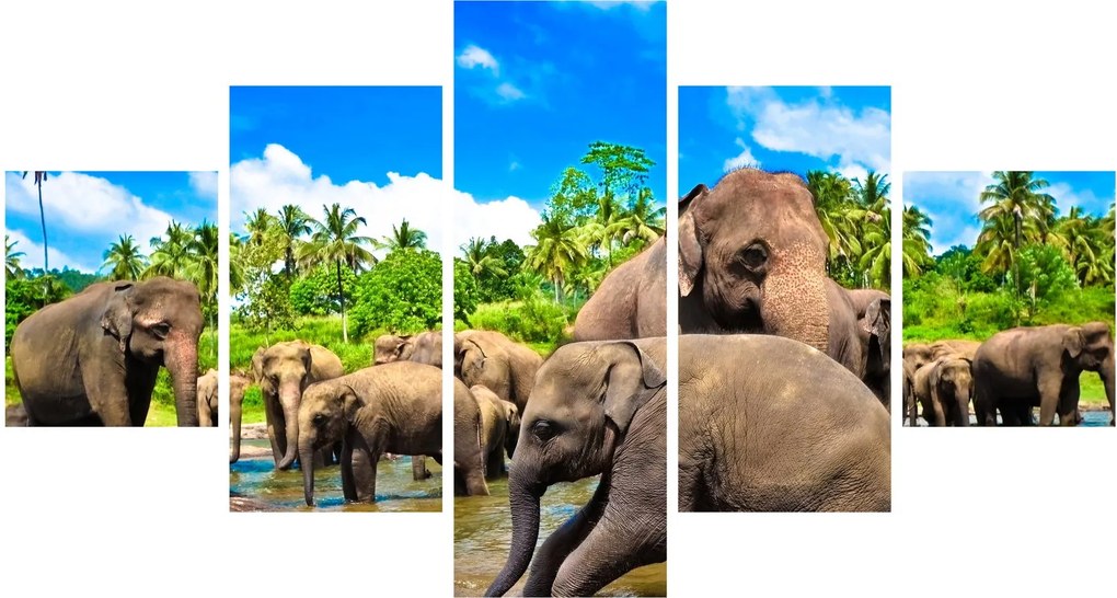 Obraz - Słonie, Sri Lanka (125x70 cm)