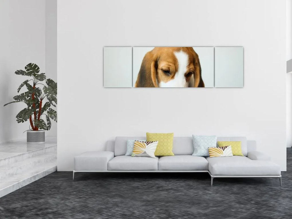 Obraz Beagle (170x50 cm)