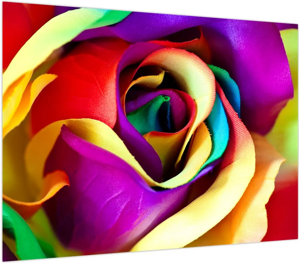 Obraz - Kolorowa róża (70x50 cm)