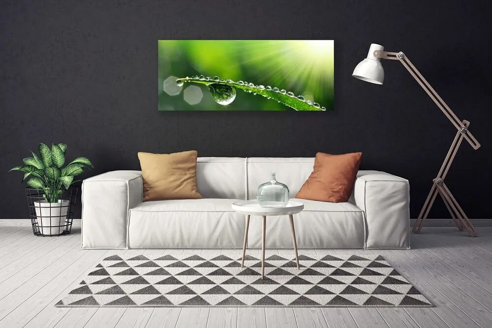 Zdjęcie na płótnie Perlista Rosa na Źdźbłach