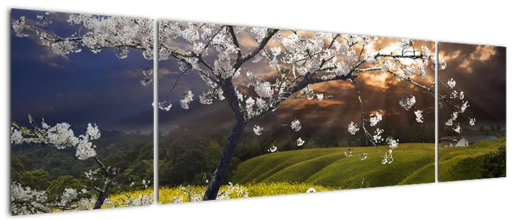 Obraz - Kwitnące drzewo w krajobrazie (170x50 cm)