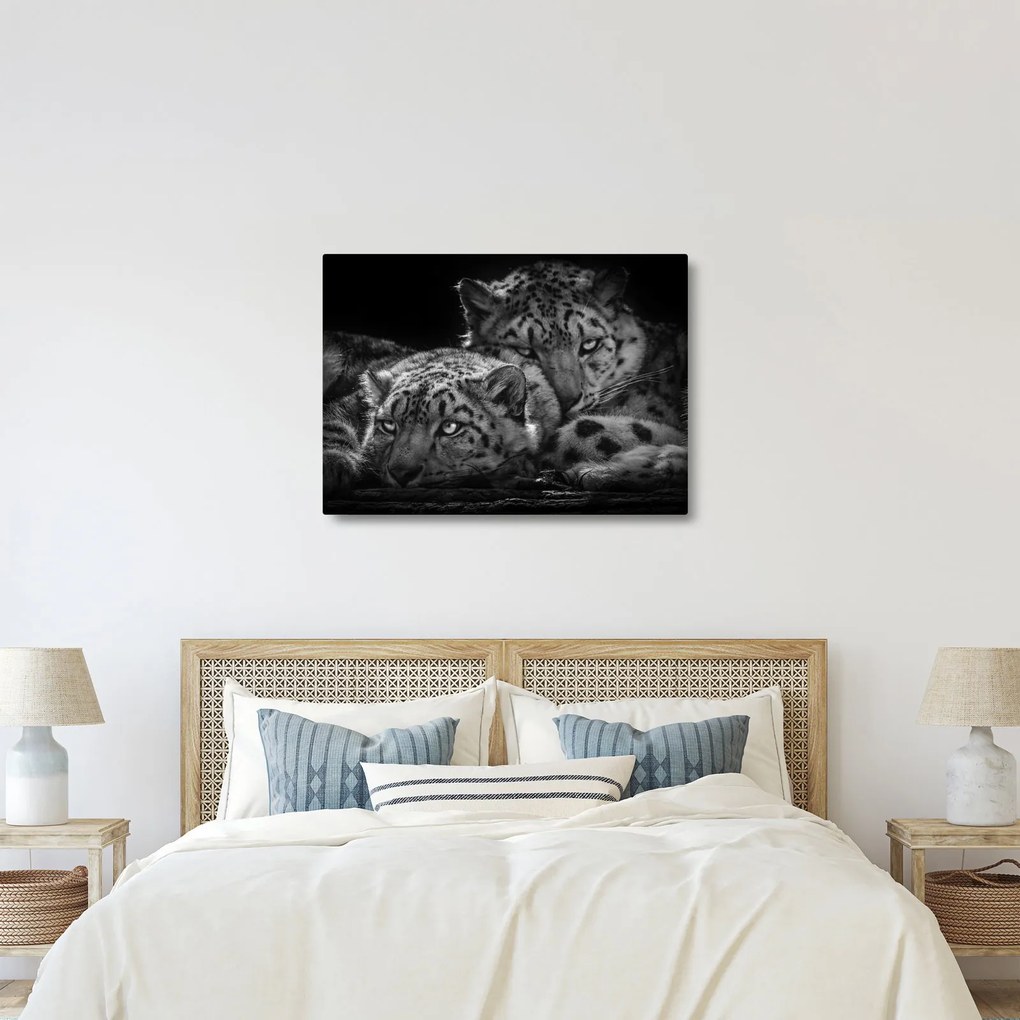 Obraz - Odpoczywające gepardy (70x50 cm)