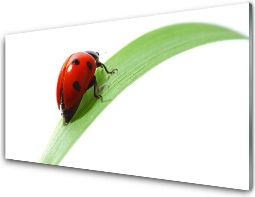 Panel Szklany Biedronka Na Zielonym Liściu