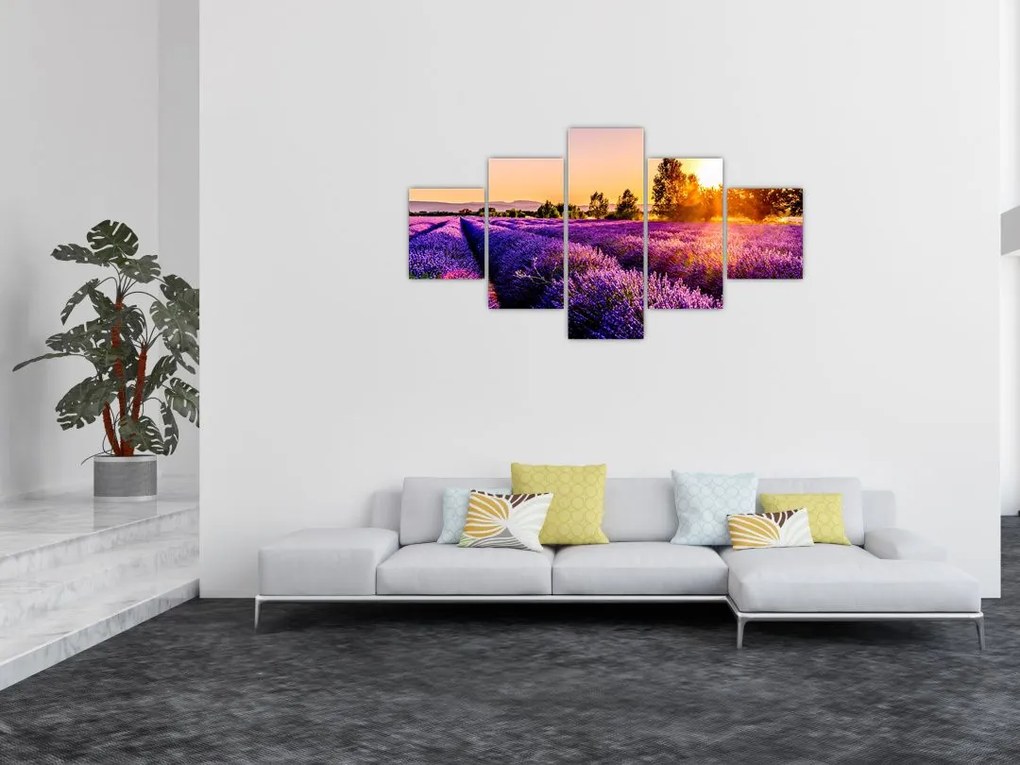 Obraz lawendowego pola (125x70 cm)