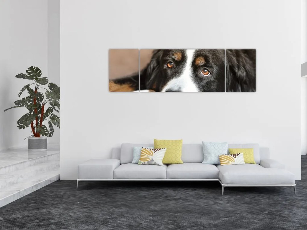 Obraz psa (170x50 cm)