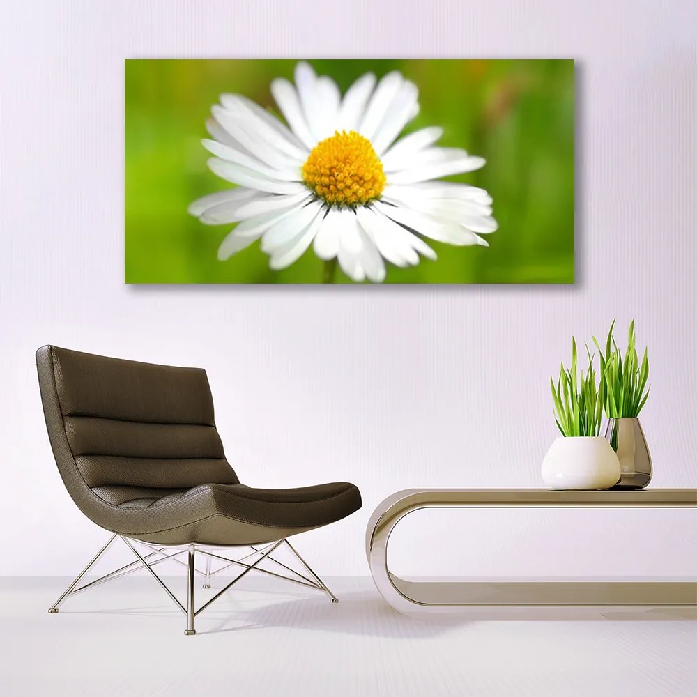 Obraz canvas Skromność Polnej Stokrotki