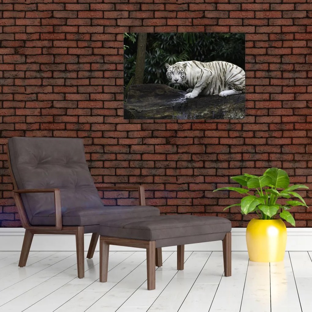 Obraz na szkle - Tygrys albinos (70x50 cm)