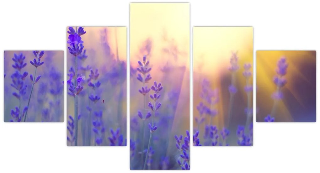 Obraz - Lawenda (125x70 cm)