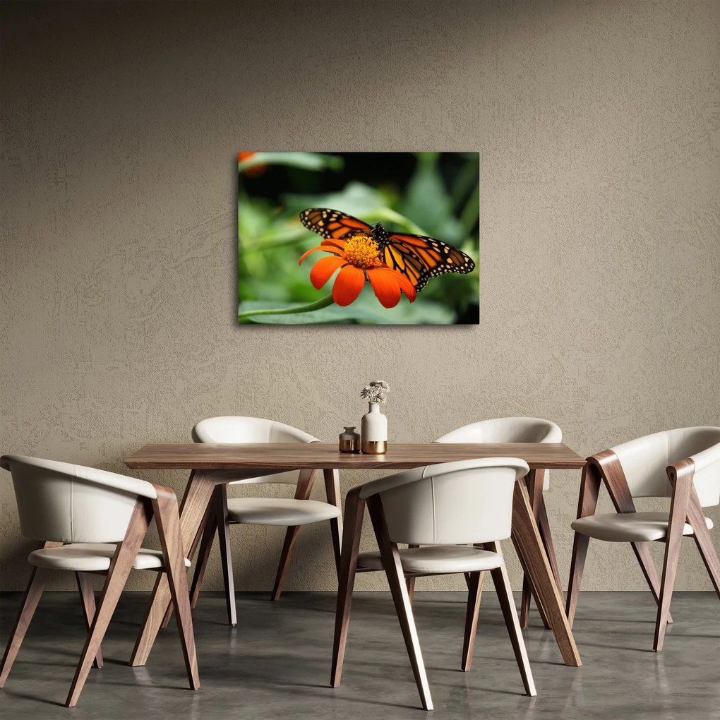 Obraz motyla na kwiatku (70x50 cm)