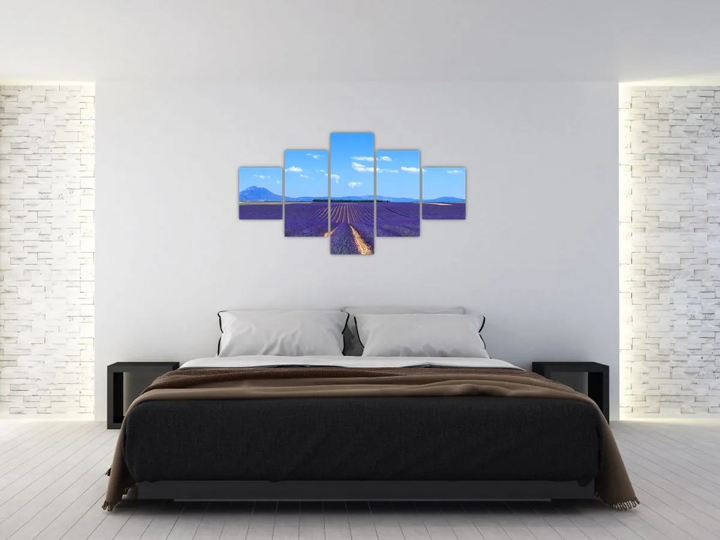 Obraz - Pole lawendy (125x70 cm)
